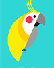 plakaty Plakat_Cockatiel 2
