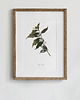 plakaty Plakat- Kawa arabica 1