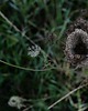 fotografia Fotografia autorska z cyklu "Polska łąka" 2