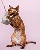 Zabawki dla zwierząt Wędka WILD CAT z piramidą MAXI 3