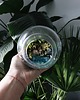 dodatki - różne Terrarium natura zamknięta w szkle 2