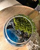 dodatki - różne Terrarium natura zamknięta w szkle 1
