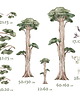 naklejki ścienne do pokoju dziecka Naklejki SAFARI tree 1