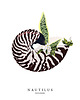 grafiki i ilustracje NAUTILUS A3 4
