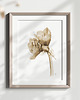 grafiki i ilustracje Amarylis sepia, grafika, akwarela 6