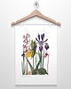 plakaty KWIATY GÓRSKIE  VI plakat  A4, A3,30x40cm 4