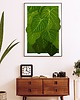plakaty Plakat Roślina - FILODENDRON 2