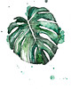 grafiki i ilustracje Monstera deliciosa 30x21, A4 1