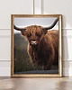 fotografia PLAKAT szkocka krowa  HIGHLANDS Szkocja 2
