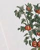 plakaty Plakat- Pomidory 3