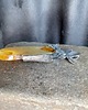 wisiory Wisiorek handmade srebrne kwiaty z bursztynem 5