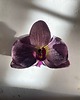 spinki i klamry do włosów Fioletowa spinka z orchideą 6