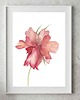 plakaty Plakat "Ulotny Rozkwit Piwonii" Kwiat Malowana Piwonia 1