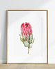 grafiki i ilustracje Protea, grafika, akwarela 1