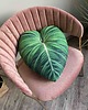 poduszki z grafiką Poduszka Liść Philodendron Gloriosum 1