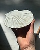 pojemniki na biżuterię Ceramiczna Podstawka na Łyżkę Muszla Satin v White Talerzyk pod Łyżkę 2