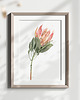 grafiki i ilustracje Protea, grafika, akwarela 5