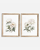 obrazy Białe Piwonie - Zestaw dwóch grafik 1