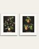 grafiki i ilustracje DWA PLAKATY galeria botaniczne owoce 2