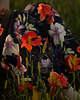 sukienki midi damskie Black Dahlia Dress 4