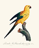 poduszki z grafiką Poduszka - Papuga Sun Parakeet 2