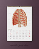 kalendarze i plannery Kalendarz Anatomiczny 2025 1
