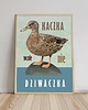 plakaty Plakat Kaczka (wcale nie) dziwaczka 2