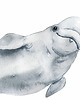 naklejki ścienne do pokoju dziecka Oceanic World - Delfiny Naklejki Na Ścianę 2