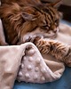legowiska dla psów i kotów Kocyk CHILLOUT dla psa i kota, dwustronny, miękki materiał minky,  beżowy 4