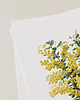 plakaty Plakat Mimoza 2
