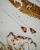 kolczyki - inne Kolczyki motyle rusałka osetnik 1