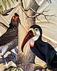 zasłony Zasłony artystyczne zaciemniające 2 szt  Parrot 2