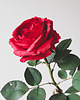 dodatki - różne Realistyczna czerwona róża z papieru - jak żywa - prezent premium 3
