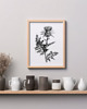 grafiki i ilustracje PLAKAT szkic botaniczny, polne kwiaty grafika, rycina oset 3
