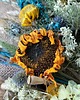 wianki Wianek jesienny słoneczniki "Sunflower " 2