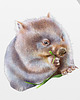 plakaty Wombat plakat 3