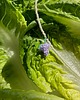 chokery Naszyjnik - uva viola 1