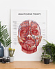 plakaty Plakat Unaczynienie Twarzy 2