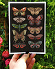 plakaty Motyle i ćmy plakat, plakat botaniczny, motyle, ćmy dekoracja 1