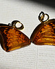 kolczyki z żywicy Kolczyki bursztynowe motyle Charaxes bernardus 1