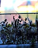 Ozdoby na ścianę Botaniczny obraz "Łąki, trawy" 2