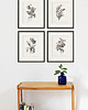 grafiki i ilustracje Zestaw Grafik Botanicznych Vintage  5