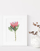 grafiki i ilustracje Protea, grafika, akwarela 2