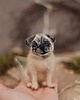figurki i rzeźby Mops Miniatura- zamówienie indywidualne 2