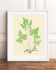 grafiki i ilustracje PLAKATY  botaniczne paproć grafiki  vintage 6