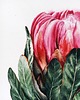 obrazy "Protea" 36*48cm/ akwarela 2