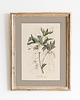 plakaty Autorskie ilustracje botaniczne A3 3