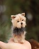 figurki i rzeźby York Terrier Miniaturka 1
