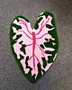 dywany Dywan w kształcie liścia kaladium, Caladium Pink Splash 2