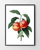 plakaty Zestaw botaniczny - trójpak plakatów 1